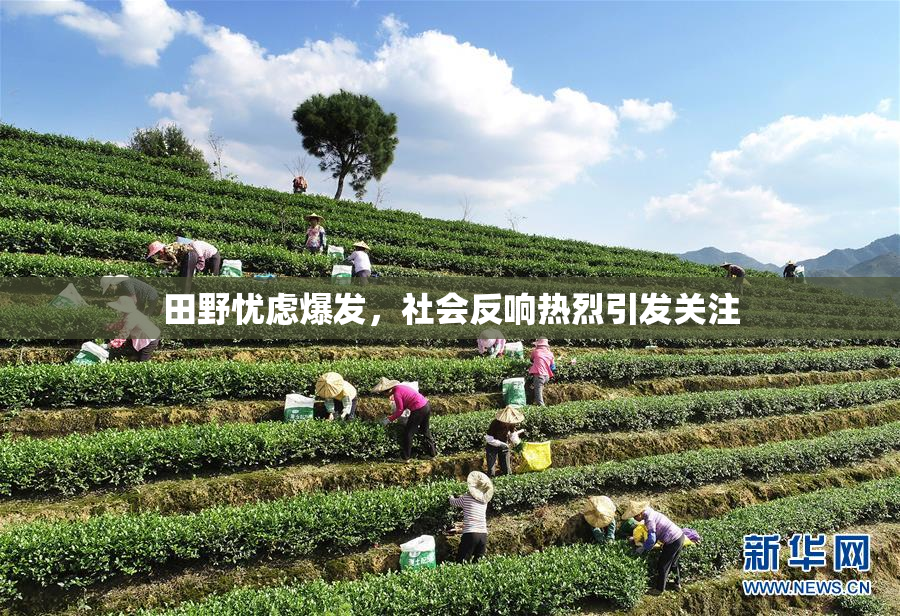 田野忧虑爆发，社会反响热烈引发关注