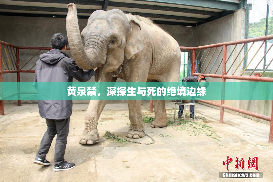黄泉禁，深探生与死的绝境边缘