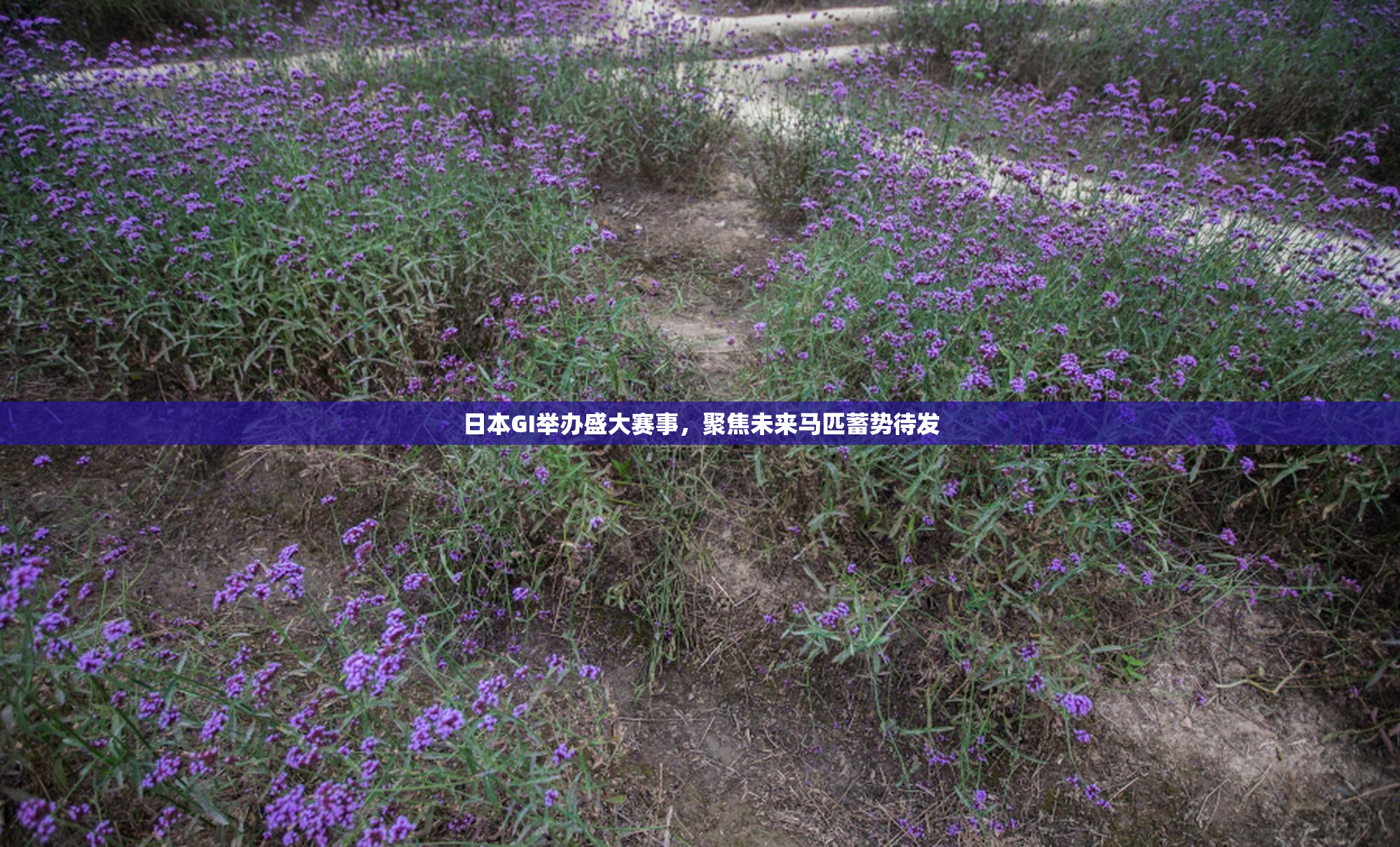 日本GI举办盛大赛事，聚焦未来马匹蓄势待发