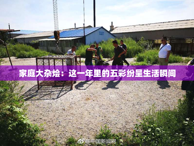 家庭大杂烩：这一年里的五彩纷呈生活瞬间