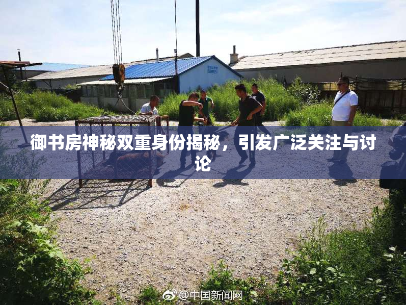 御书房神秘双重身份揭秘，引发广泛关注与讨论