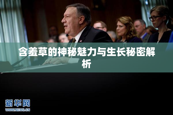 含羞草的神秘魅力与生长秘密解析