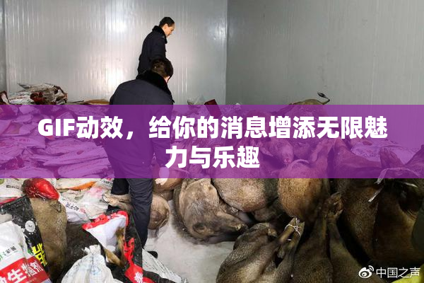 GIF动效，给你的消息增添无限魅力与乐趣
