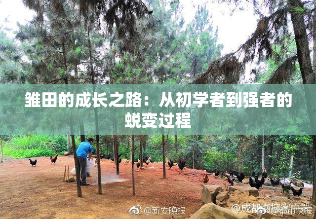 雏田的成长之路：从初学者到强者的蜕变过程