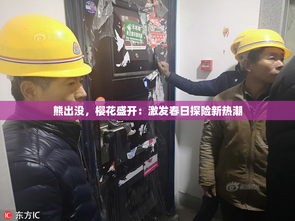 熊出没，樱花盛开：激发春日探险新热潮