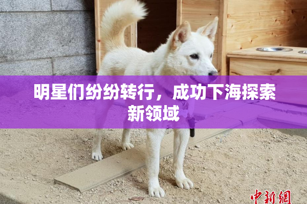 明星们纷纷转行，成功下海探索新领域