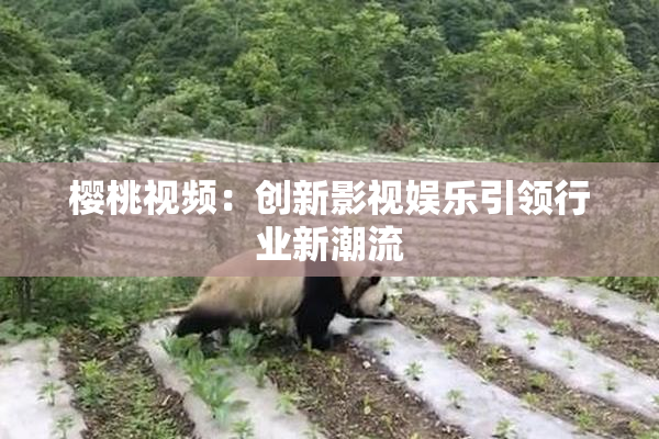樱桃视频：创新影视娱乐引领行业新潮流