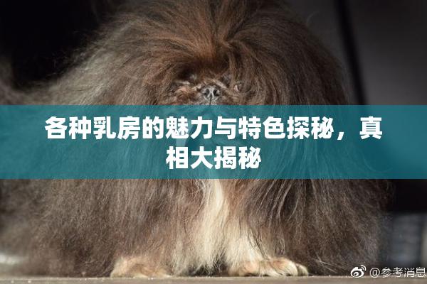 各种乳房的魅力与特色探秘，真相大揭秘
