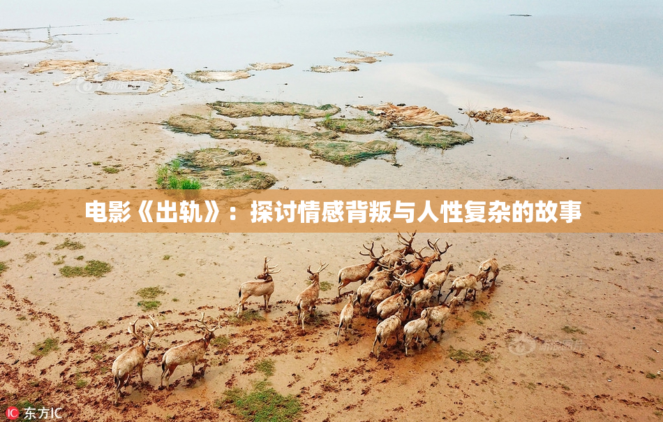 电影《出轨》：探讨情感背叛与人性复杂的故事