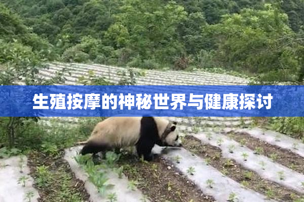 生殖按摩的神秘世界与健康探讨