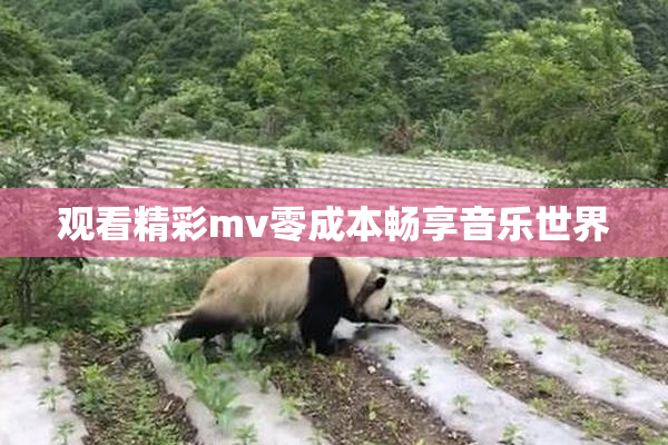 观看精彩mv零成本畅享音乐世界