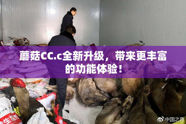 蘑菇CC.c全新升级，带来更丰富的功能体验！