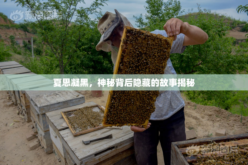 夏思凝黑，神秘背后隐藏的故事揭秘
