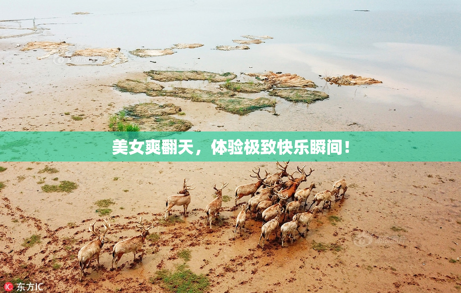 美女爽翻天，体验极致快乐瞬间！