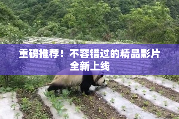 重磅推荐！不容错过的精品影片全新上线