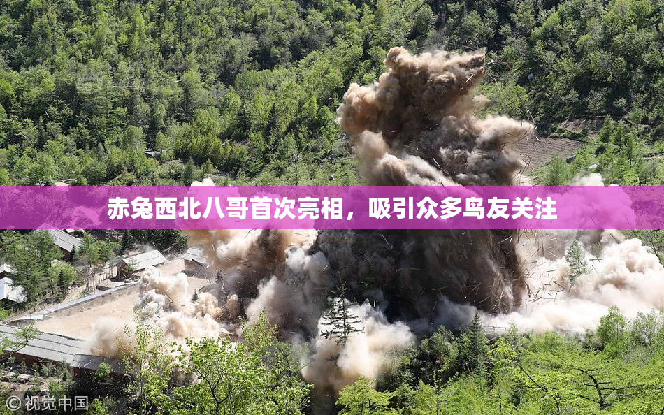 赤兔西北八哥首次亮相，吸引众多鸟友关注