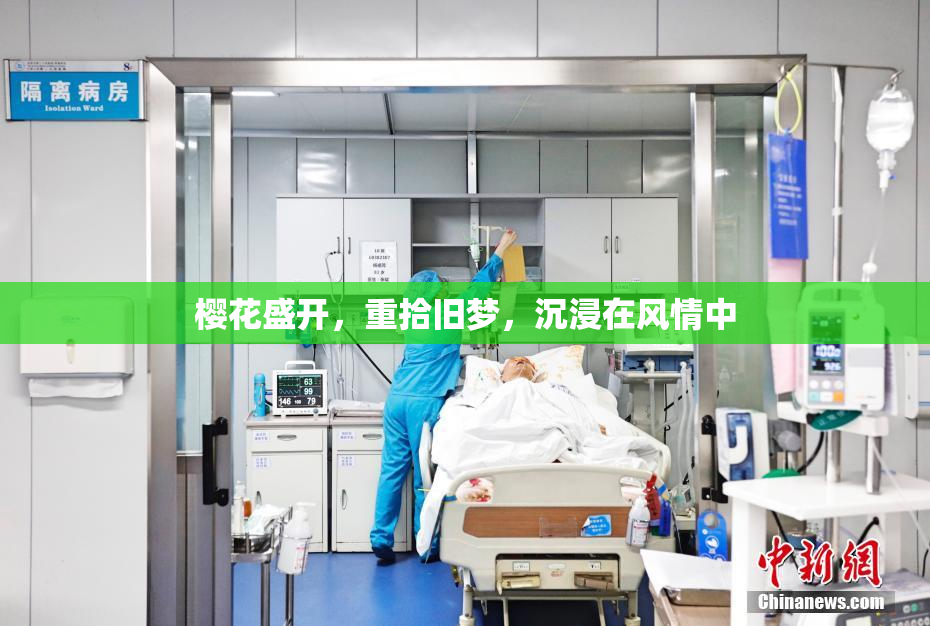 樱花盛开，重拾旧梦，沉浸在风情中