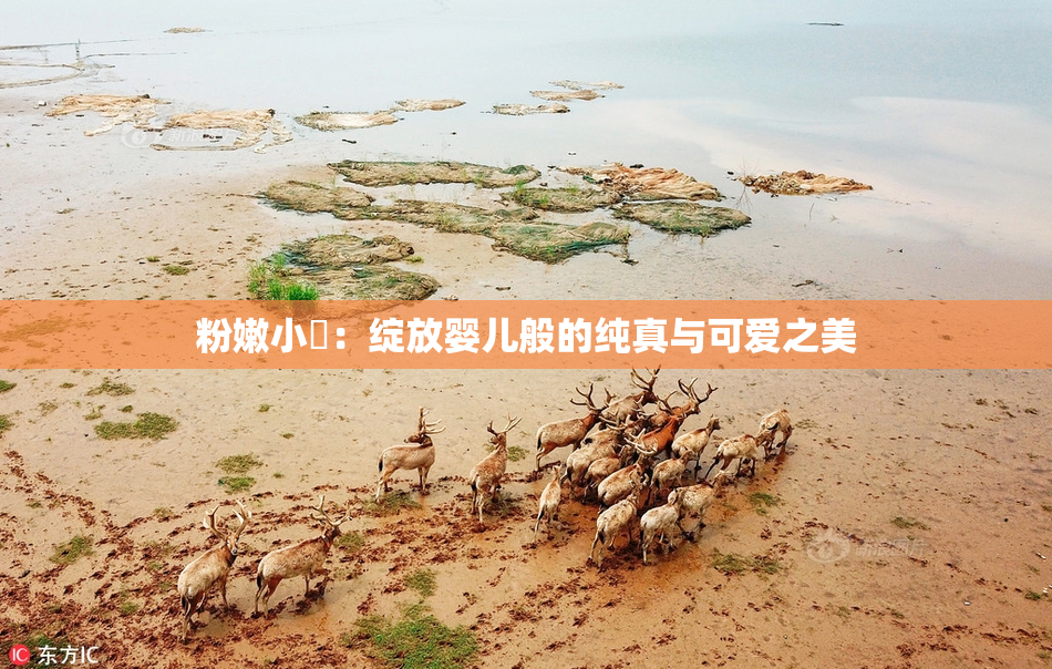 粉嫩小泬：绽放婴儿般的纯真与可爱之美