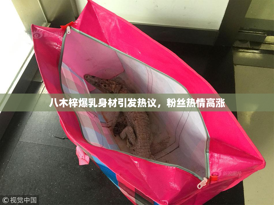 八木梓爆乳身材引发热议，粉丝热情高涨