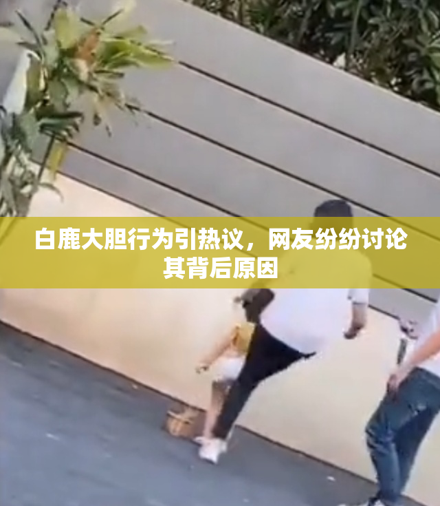 白鹿大胆行为引热议，网友纷纷讨论其背后原因