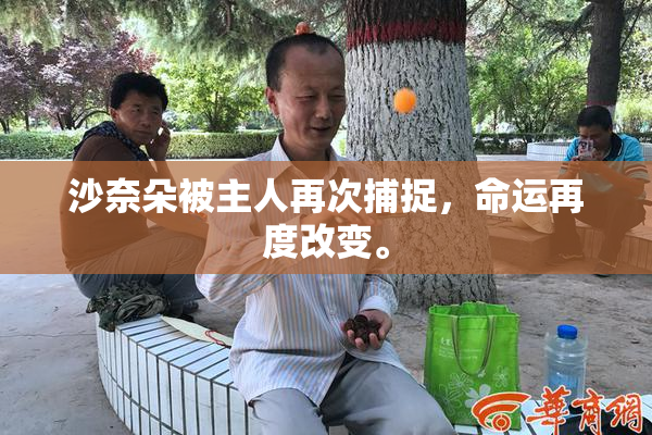 沙奈朵被主人再次捕捉，命运再度改变。