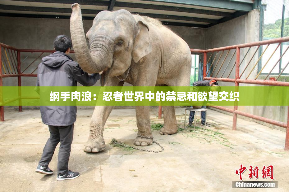 纲手肉浪：忍者世界中的禁忌和欲望交织