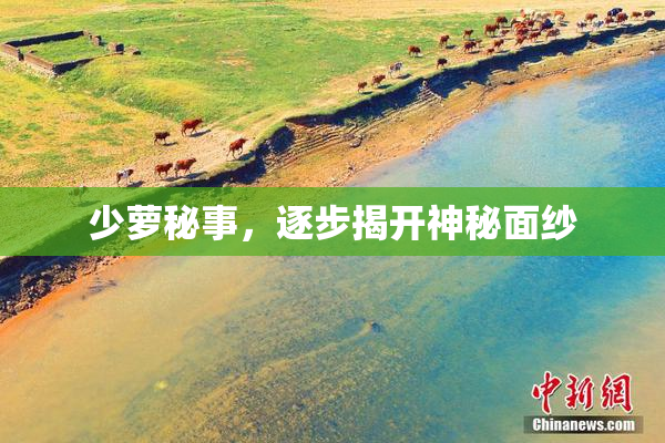少萝秘事，逐步揭开神秘面纱
