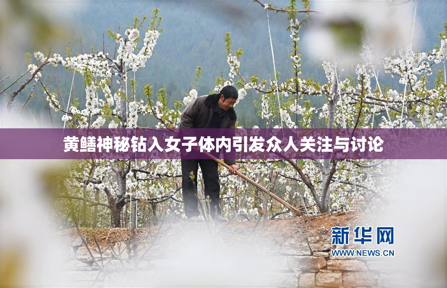 黄鳝神秘钻入女子体内引发众人关注与讨论