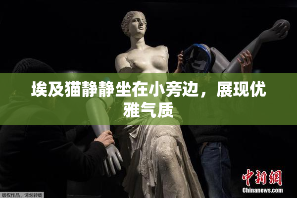 埃及猫静静坐在小旁边，展现优雅气质