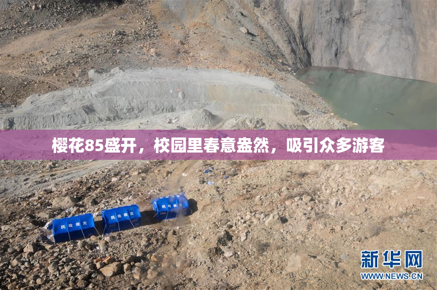 樱花85盛开，校园里春意盎然，吸引众多游客