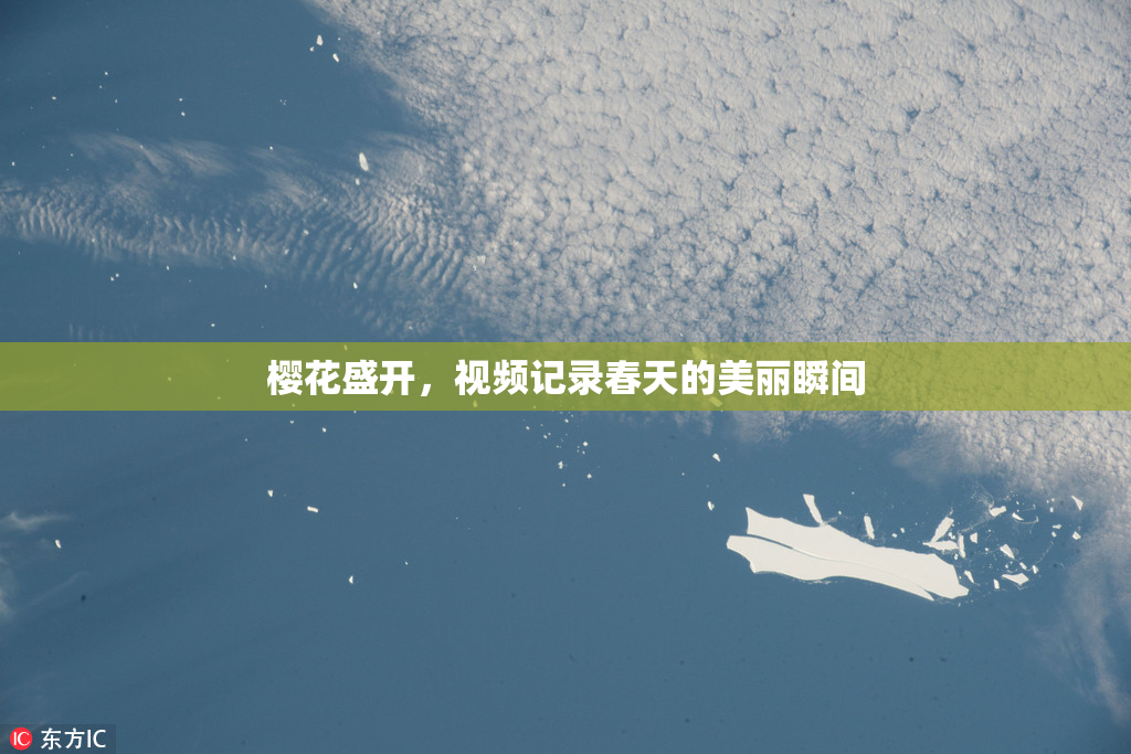 樱花盛开，视频记录春天的美丽瞬间
