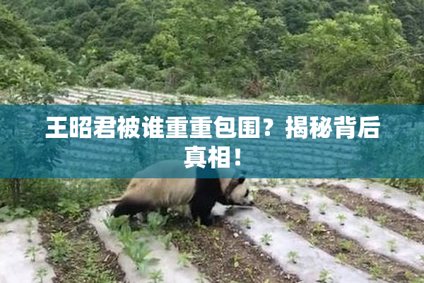 王昭君被谁重重包围？揭秘背后真相！