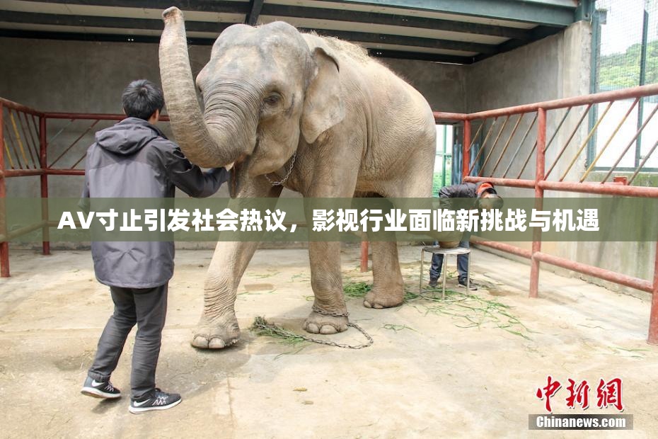 AV寸止引发社会热议，影视行业面临新挑战与机遇