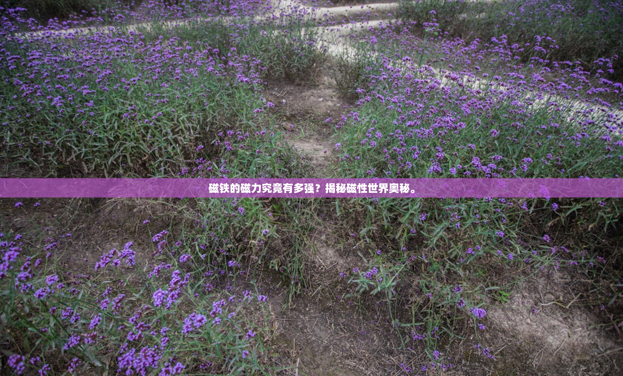 磁铁的磁力究竟有多强？揭秘磁性世界奥秘。