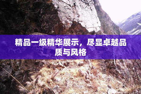 精品一级精华展示，尽显卓越品质与风格