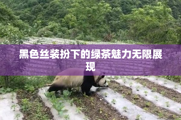 黑色丝装扮下的绿茶魅力无限展现