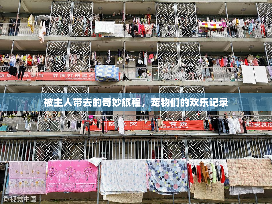 被主人带去的奇妙旅程，宠物们的欢乐记录