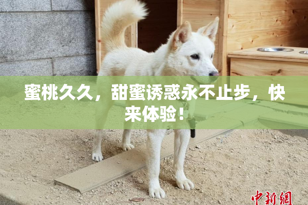 蜜桃久久，甜蜜诱惑永不止步，快来体验！