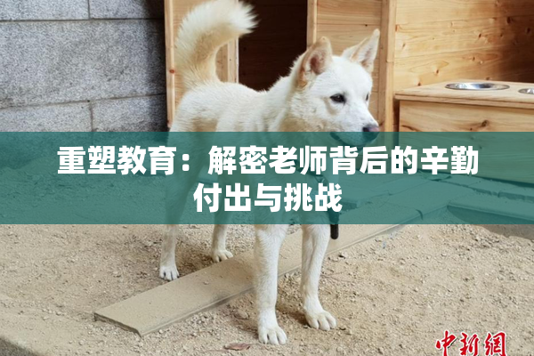 重塑教育：解密老师背后的辛勤付出与挑战