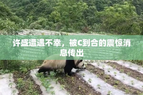 许盛遭遇不幸，被C到合的震惊消息传出