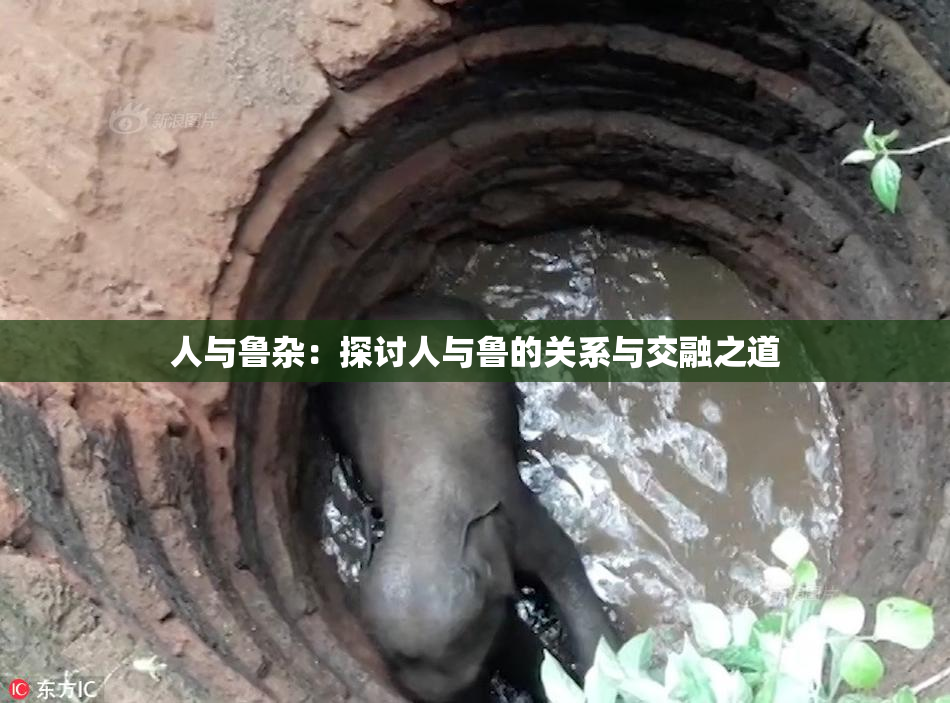 人与鲁杂：探讨人与鲁的关系与交融之道