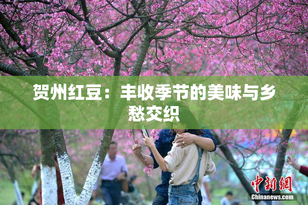 贺州红豆：丰收季节的美味与乡愁交织