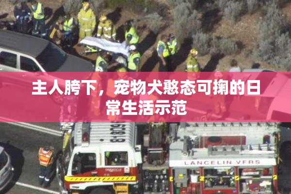 主人胯下，宠物犬憨态可掬的日常生活示范