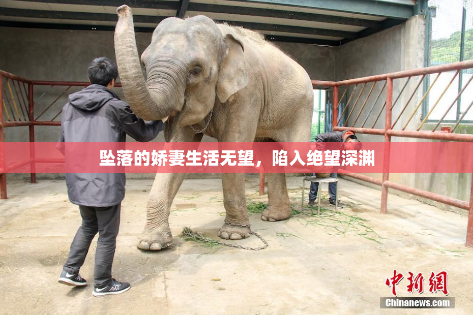 坠落的娇妻生活无望，陷入绝望深渊