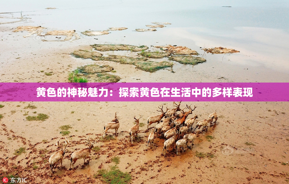 黄色的神秘魅力：探索黄色在生活中的多样表现