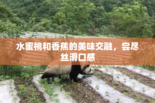 水蜜桃和香蕉的美味交融，尝尽丝滑口感
