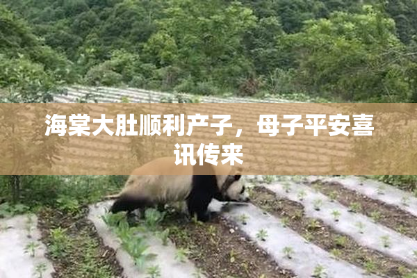 海棠大肚顺利产子，母子平安喜讯传来