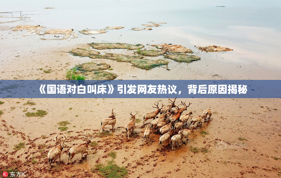 《国语对白叫床》引发网友热议，背后原因揭秘