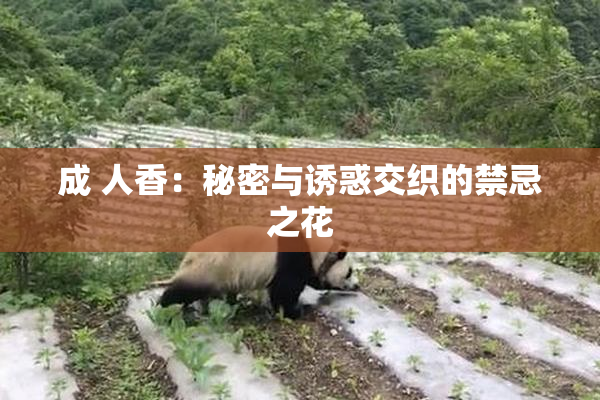 成 人香：秘密与诱惑交织的禁忌之花