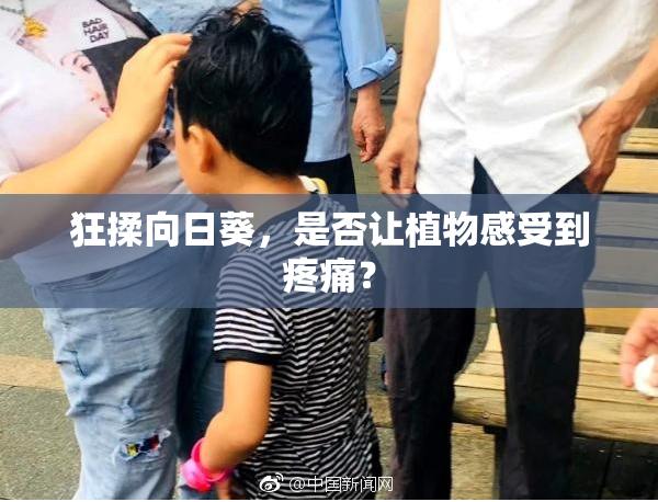 狂揉向日葵，是否让植物感受到疼痛？